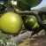 产地直供苍溪翠冠梨4两起批诚寻各地收购客商