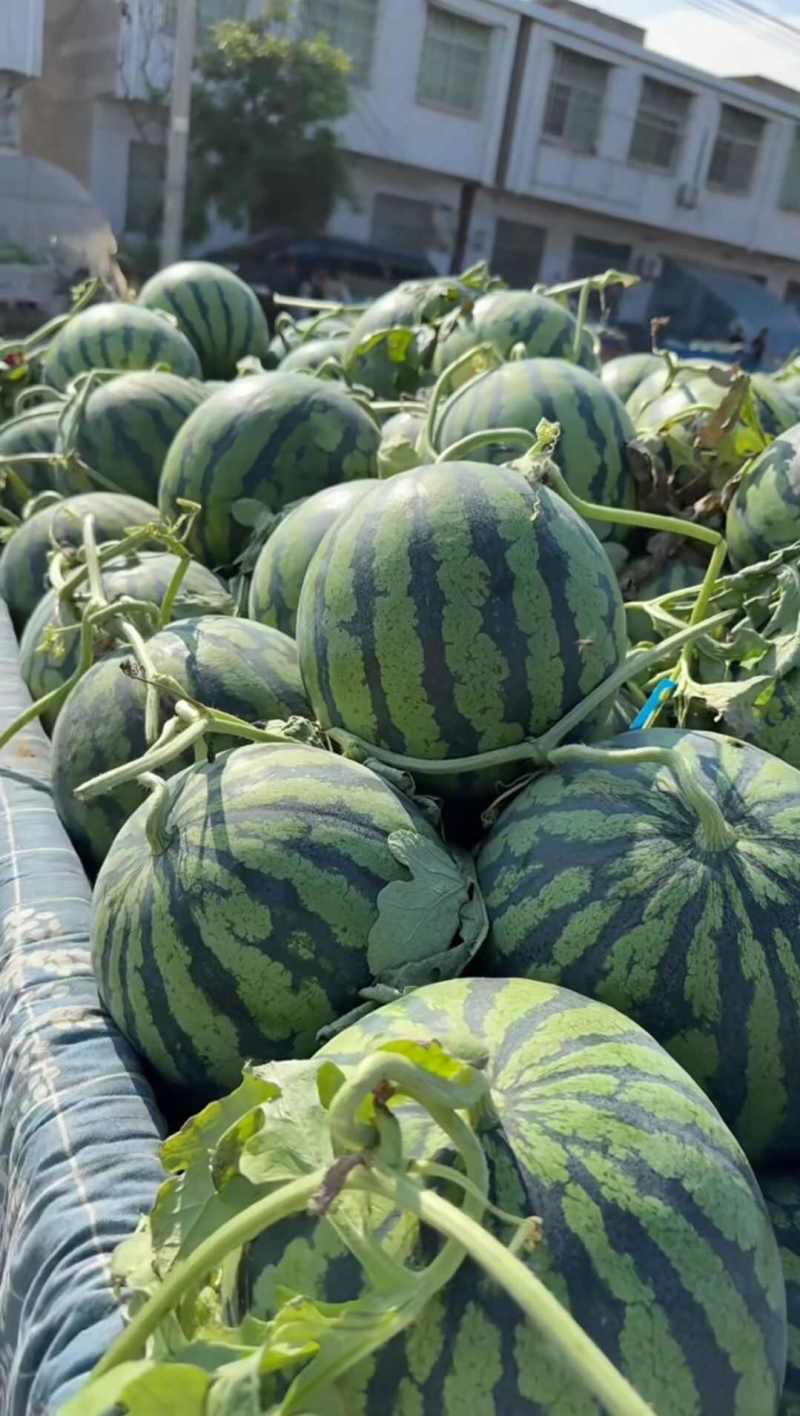 头茬麒麟西瓜张家口无籽麒麟西瓜头茬美都欢迎订购咨询