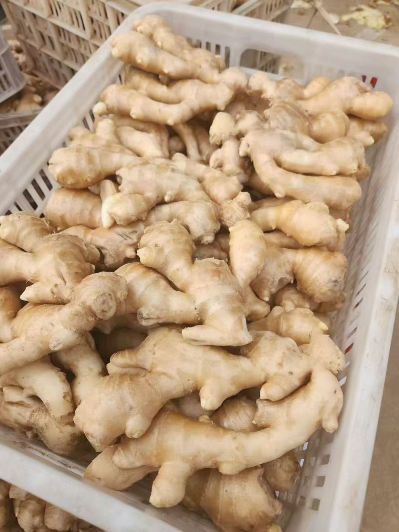 水洗圆头姜大量加工中产地一手货源支持全国发货