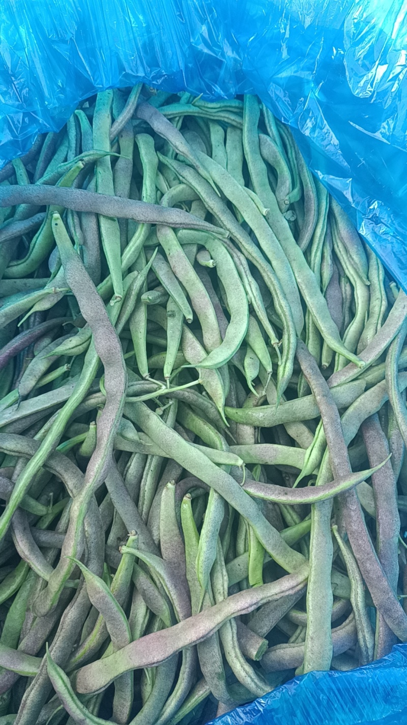 寿阳紫豆角大量现货，质量保障，价格毛毛钱