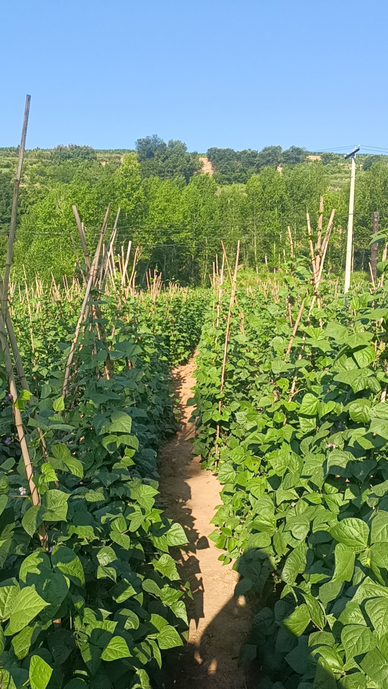 寿阳紫豆角大量现货，质量保障，价格毛毛钱