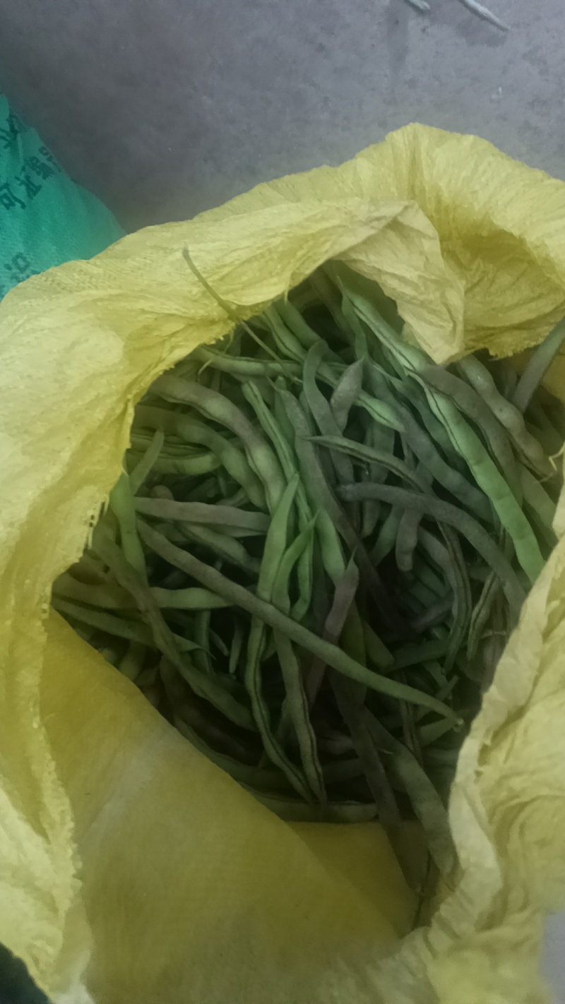 寿阳紫豆角大量现货，质量保障，价格毛毛钱