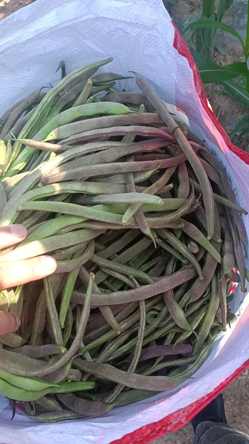 寿阳紫豆角大量现货，质量保障，价格毛毛钱