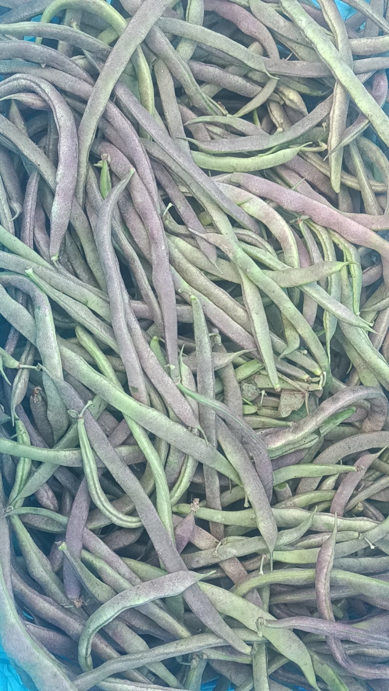 寿阳紫豆角大量现货，质量保障，价格毛毛钱
