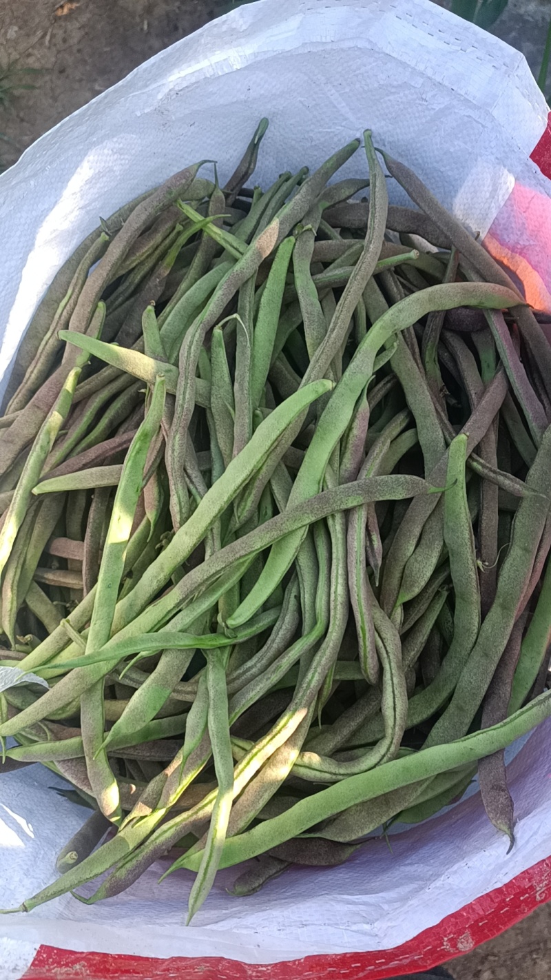 寿阳紫豆角大量现货，质量保障，价格毛毛钱