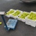 苹果梨，规格4.5俩到6俩左右，水分足，现采鲜果发货