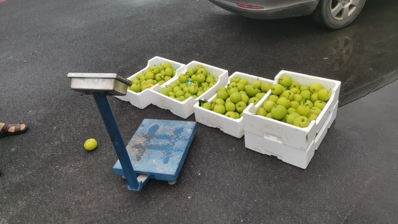 苹果梨，规格4.5俩到6俩左右，水分足，现采鲜果发货