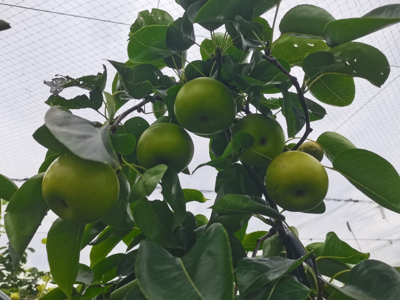 苹果梨，规格4.5俩到6俩左右，水分足，现采鲜果发货