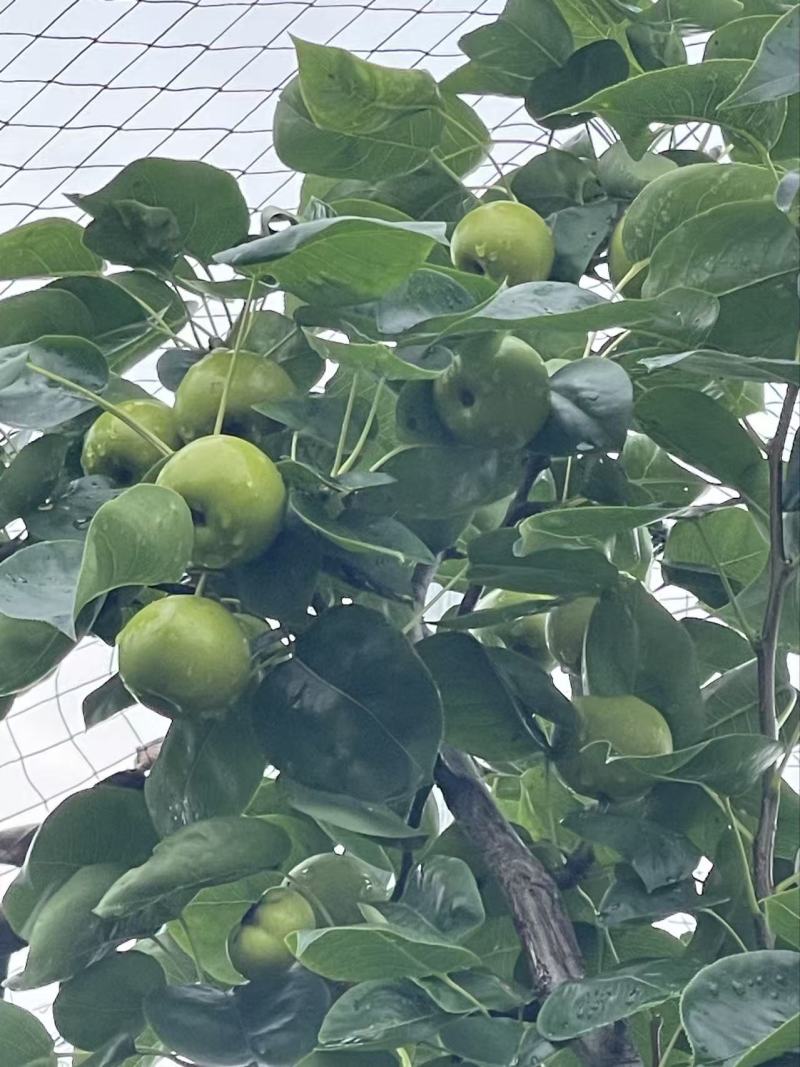 苹果梨，规格4.5俩到6俩左右，水分足，现采鲜果发货