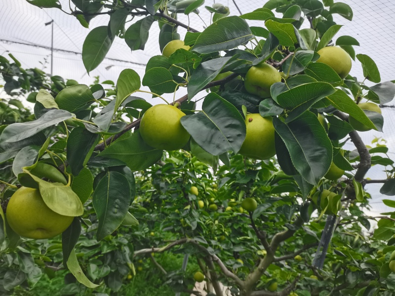 苹果梨，规格4.5俩到6俩左右，水分足，现采鲜果发货
