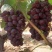 红无籽葡萄🍇,精品优质红无核葡萄,口感好,串行大