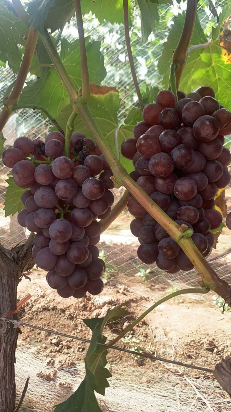红无籽葡萄🍇，精品优质红无核葡萄