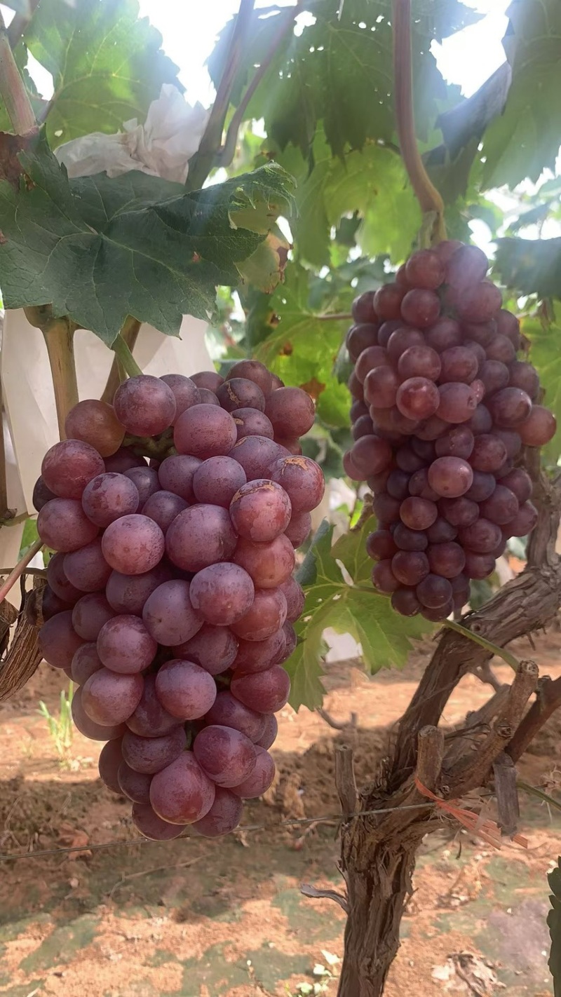 红无籽葡萄🍇，精品优质红无核葡萄