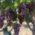 红无籽葡萄🍇,精品优质红无核葡萄,口感好,串行大