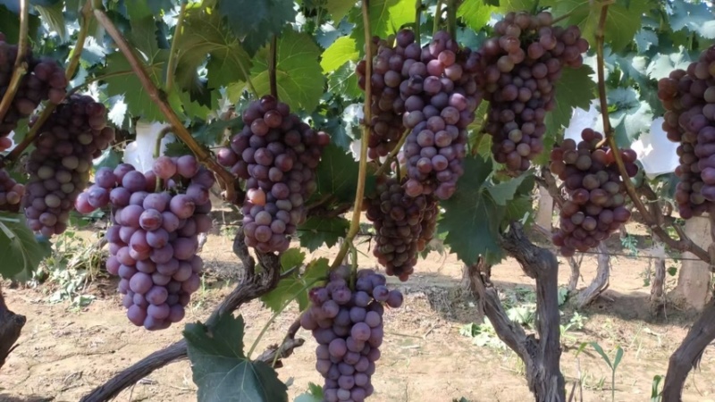 红无籽葡萄🍇，精品优质红无核葡萄