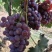 红无籽葡萄🍇,精品优质红无核葡萄,口感好,串行大