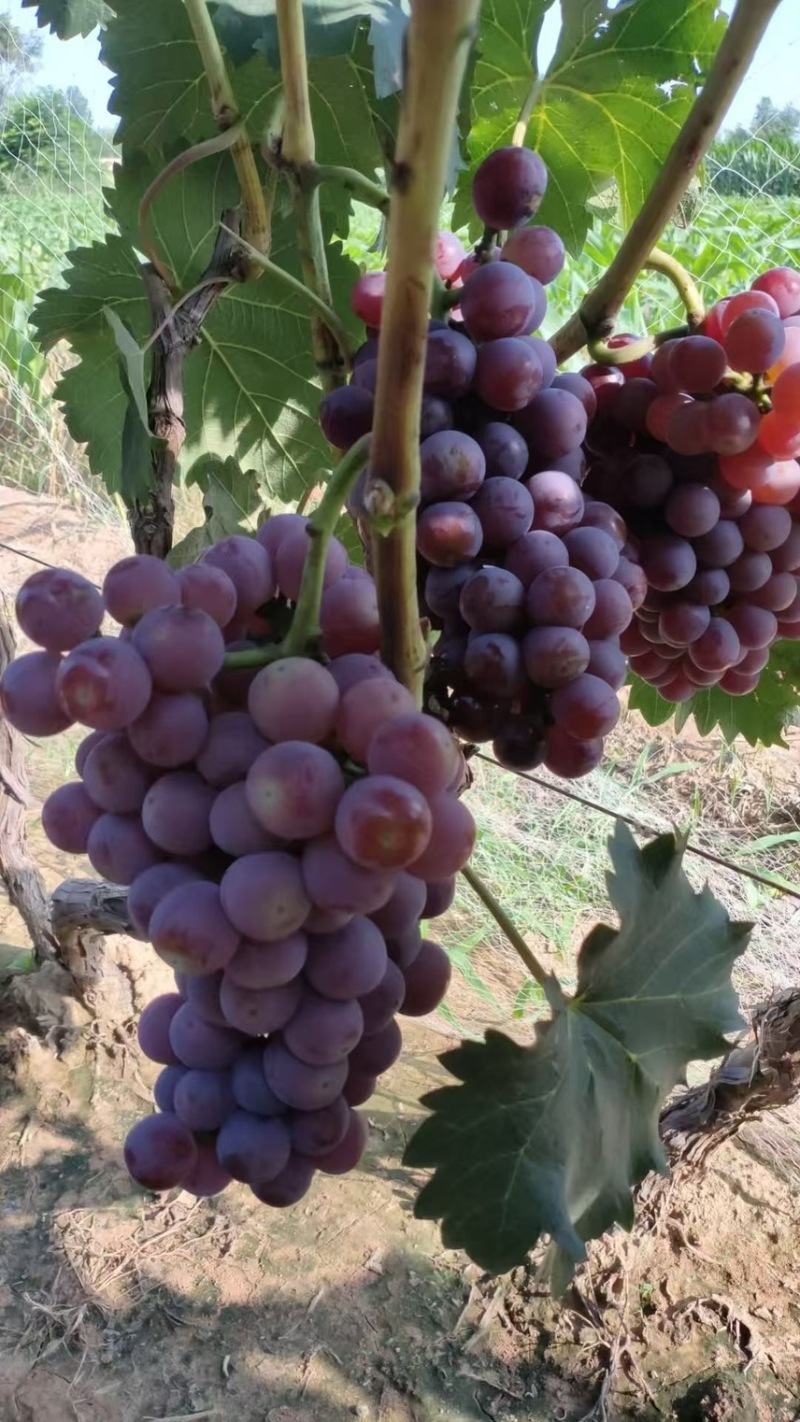 红无籽葡萄🍇，精品优质红无核葡萄