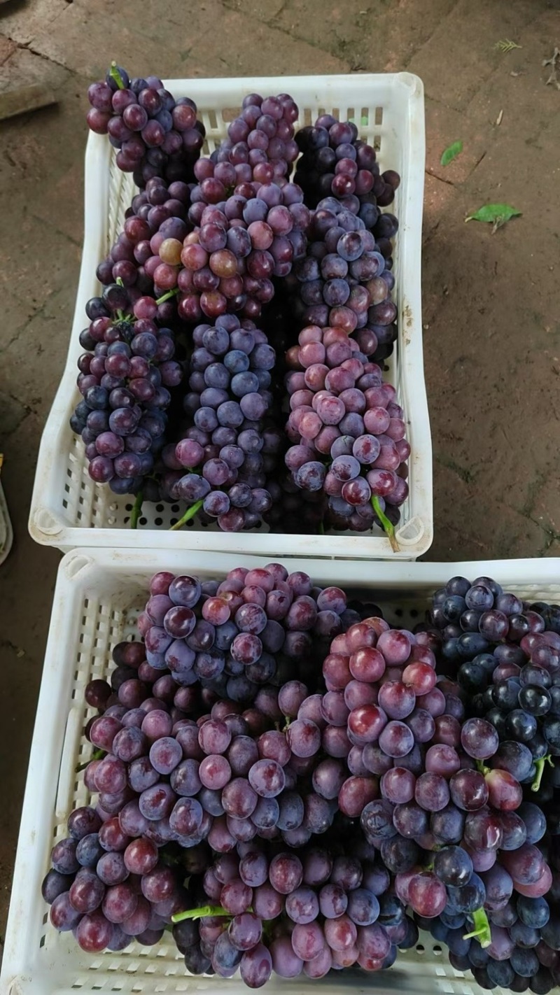 红无籽葡萄🍇，精品优质红无核葡萄