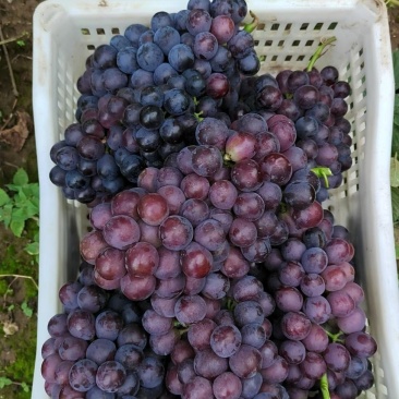 红无籽葡萄🍇,精品优质红无核葡萄,口感好,串行大