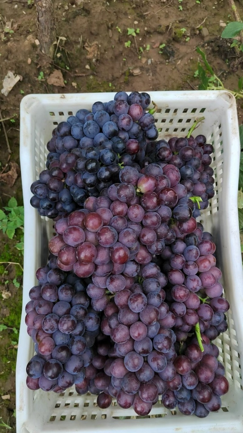 红无籽葡萄🍇，精品优质红无核葡萄