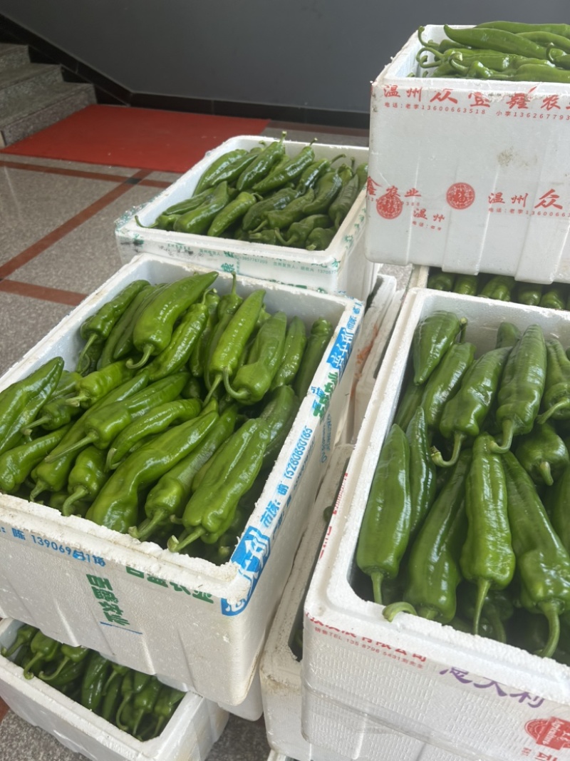 鲜辣椒新苗辣椒高山辣椒2307罗线55号8号