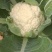花菜