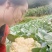 花菜