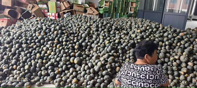 贝贝南瓜大量上市啦