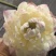新鲜荷花苞新鲜莲蓬花束荷叶禅意荷花中式真花客厅装饰家居摆