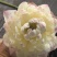 新鲜荷花苞新鲜莲蓬花束荷叶禅意荷花中式真花客厅装饰家居摆