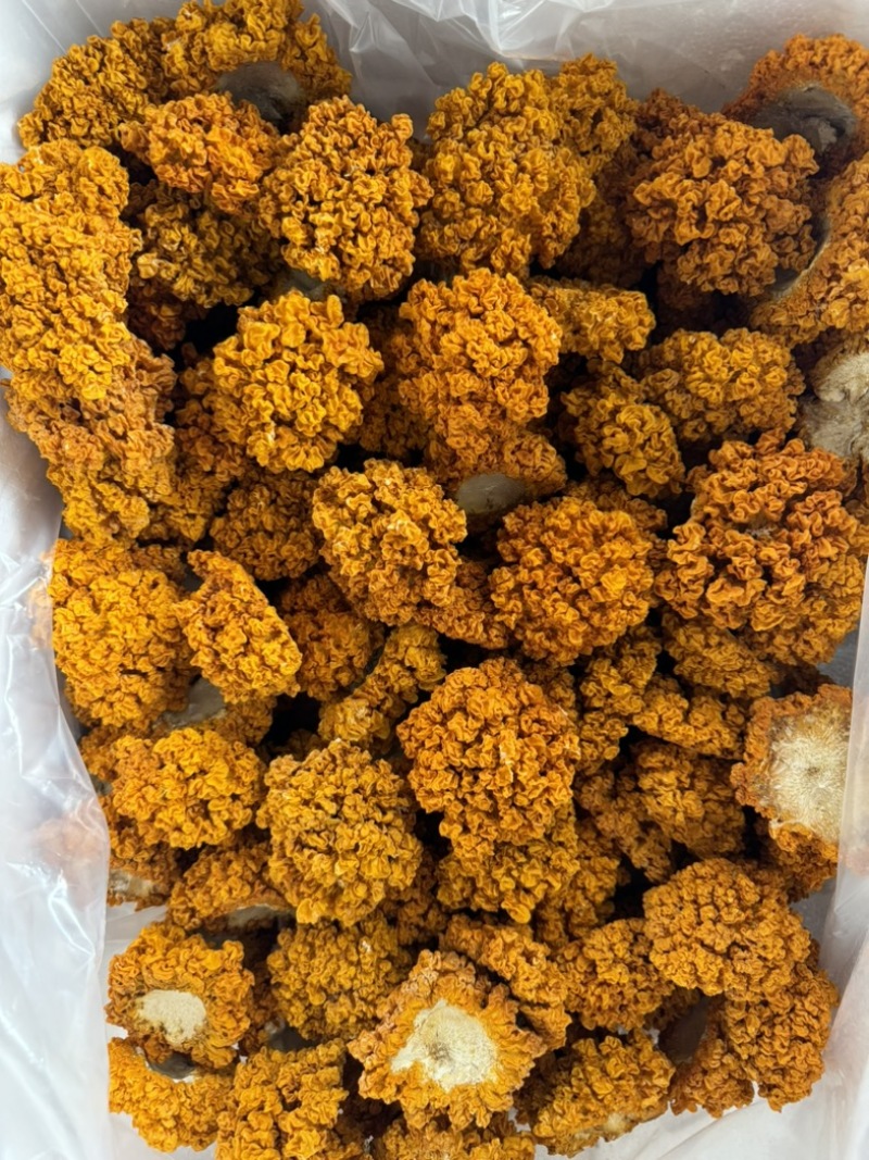 云南金耳黄耳产地直销