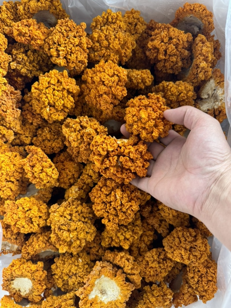 云南金耳黄耳产地直销