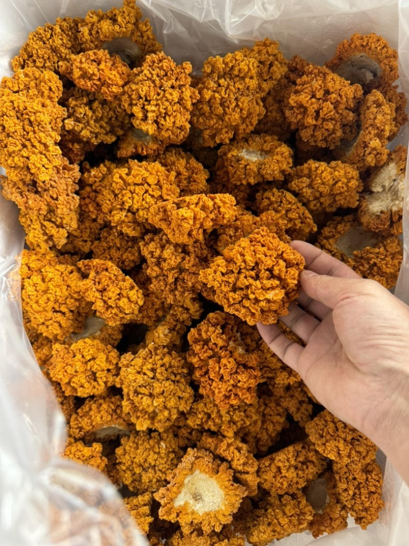 云南金耳黄耳产地直销