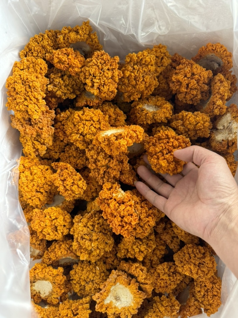 云南金耳黄耳产地直销