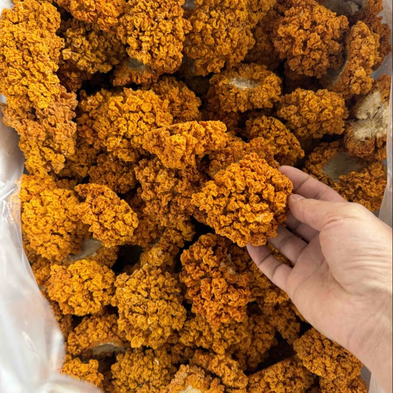 云南金耳黄耳产地直销
