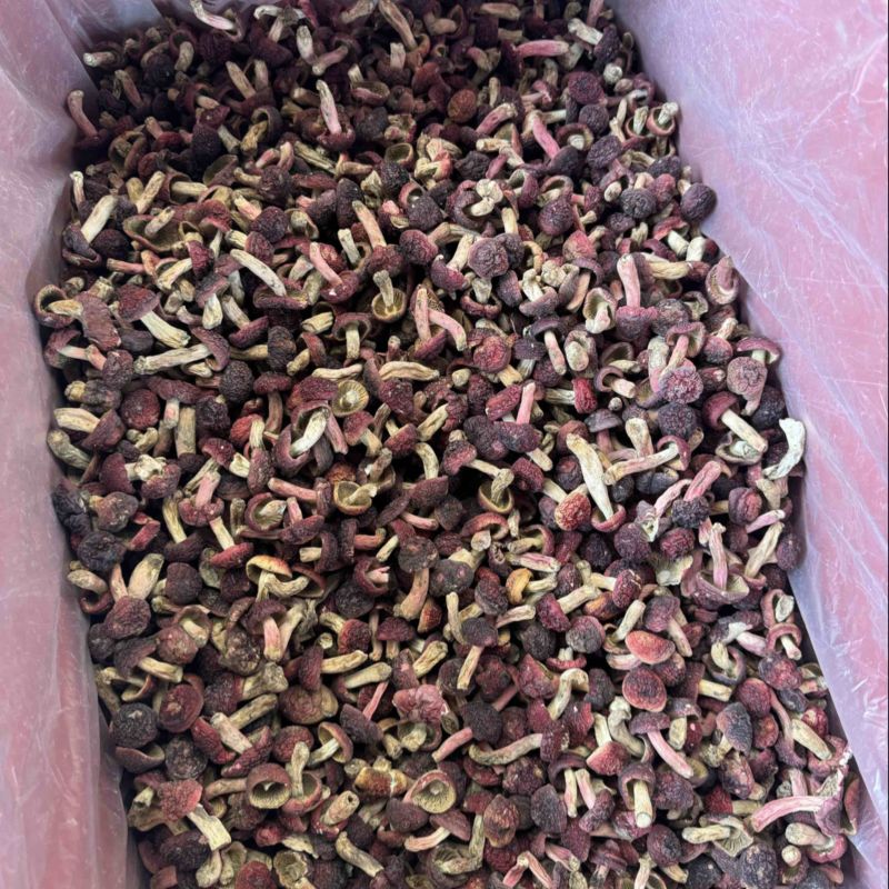 食用菌野生红菇大红菌