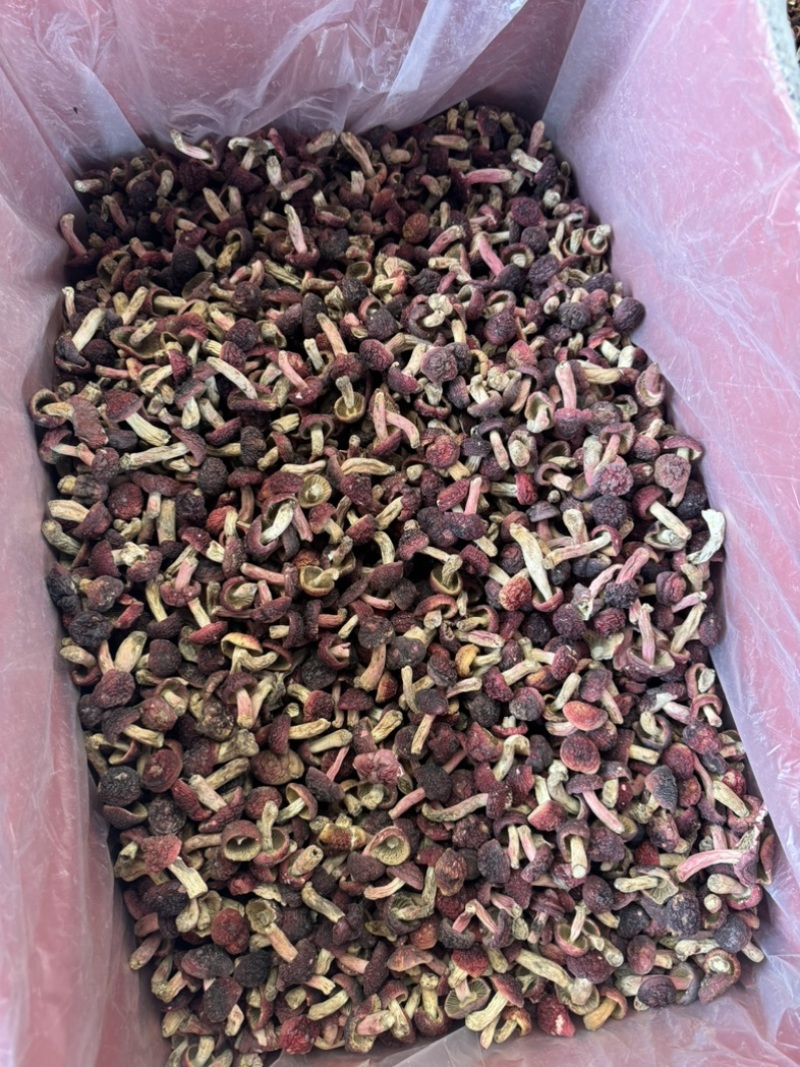 食用菌野生红菇大红菌
