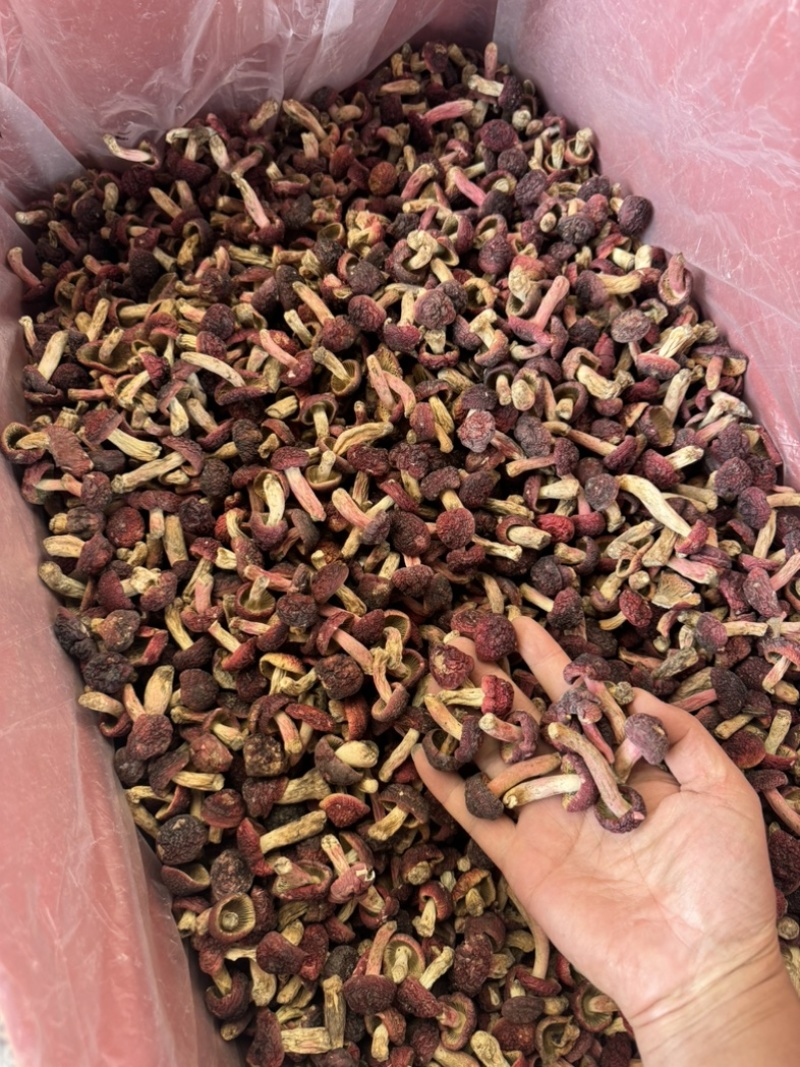 食用菌野生红菇大红菌