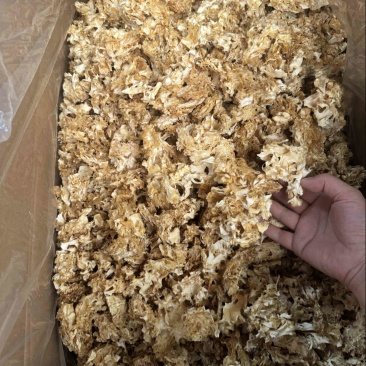 绣球菌干品