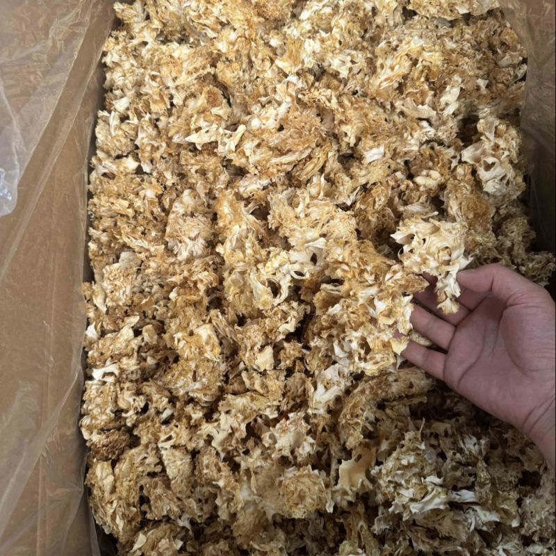 绣球菌干品