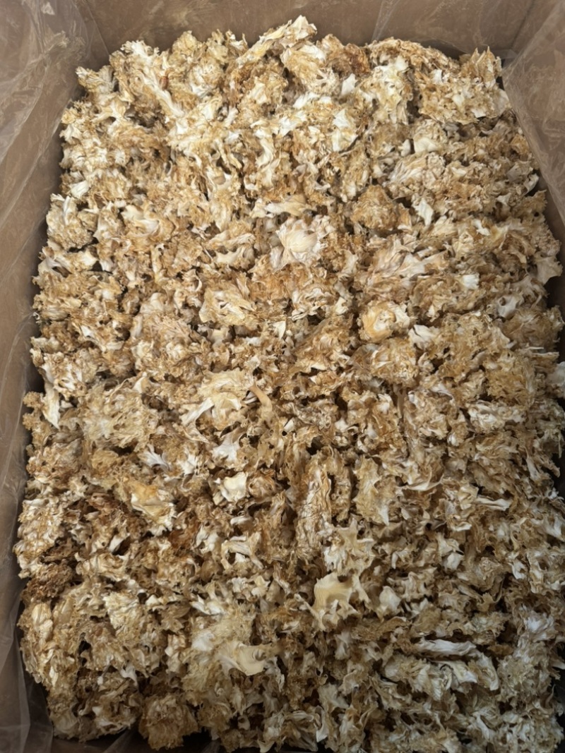 绣球菌干品
