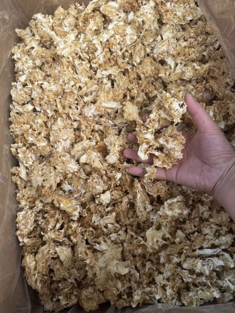 绣球菌干品