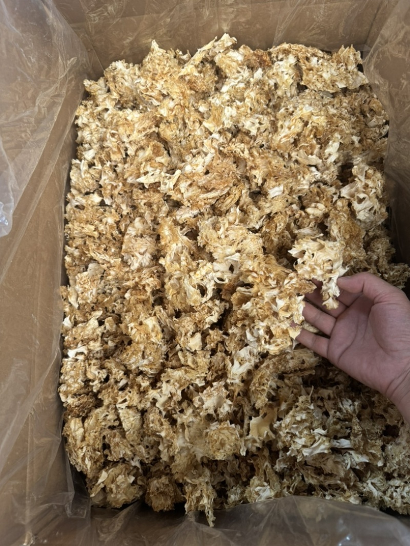 绣球菌干品