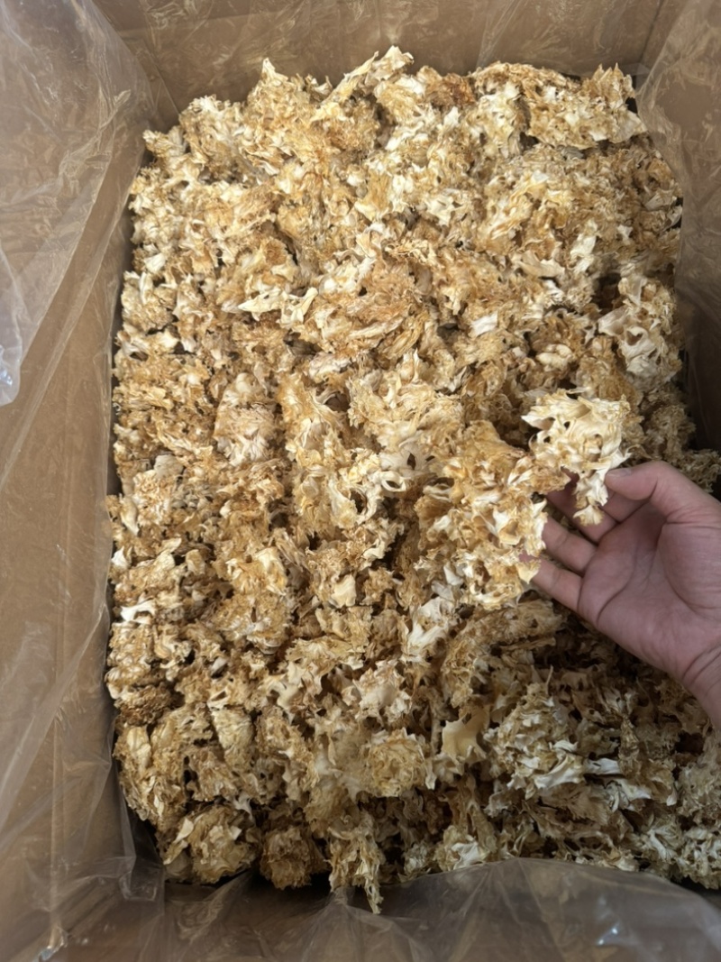 绣球菌干品