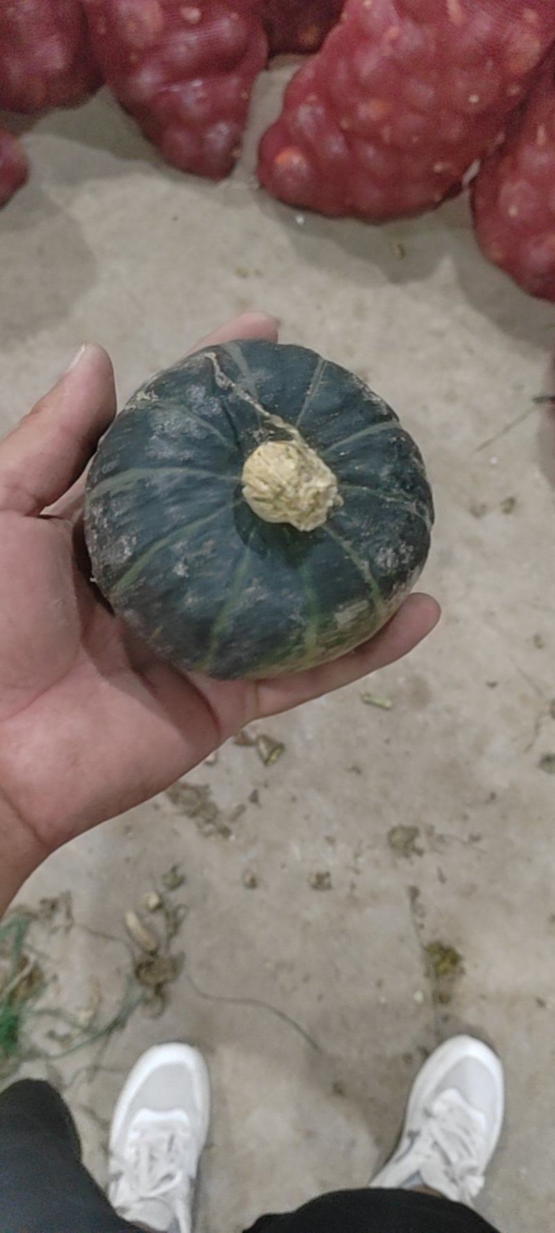 贝贝南瓜