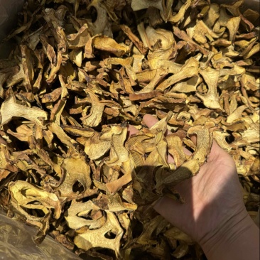 人工见手青黄牛肝菌