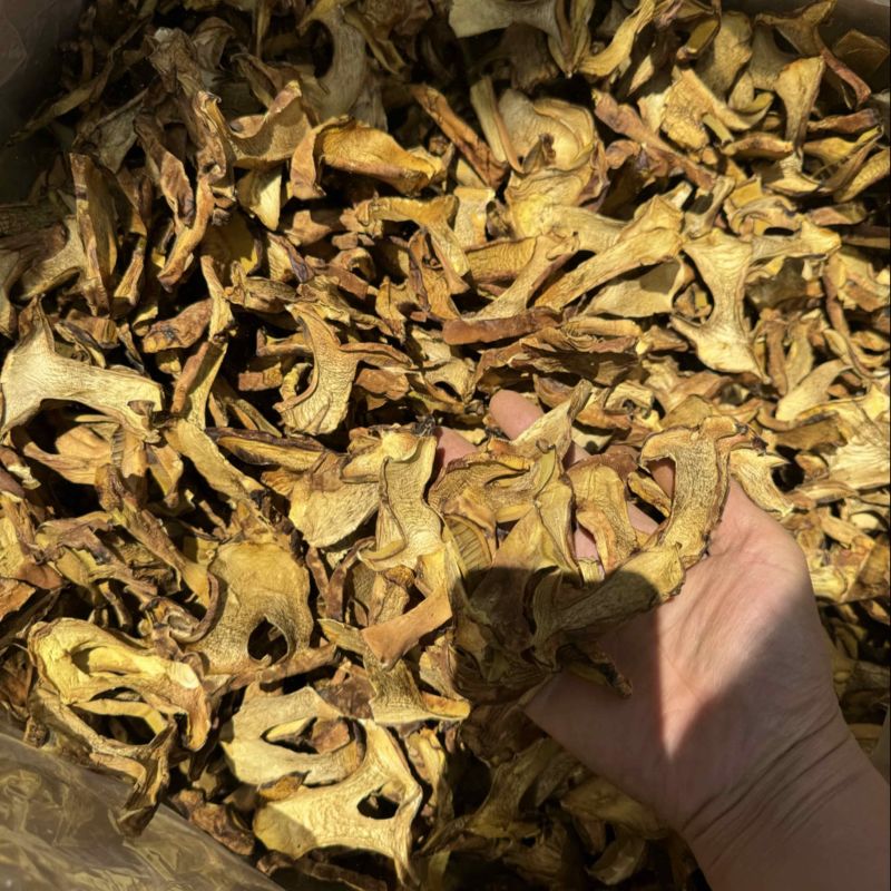 人工见手青黄牛肝菌