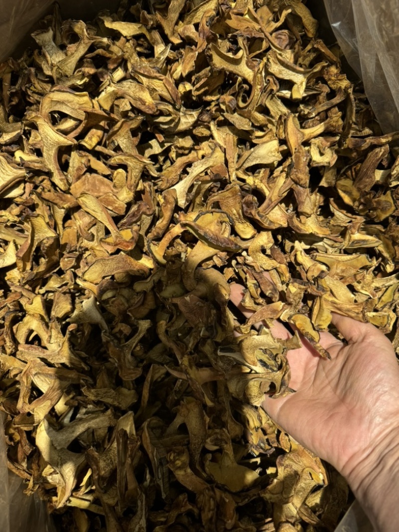 人工见手青黄牛肝菌