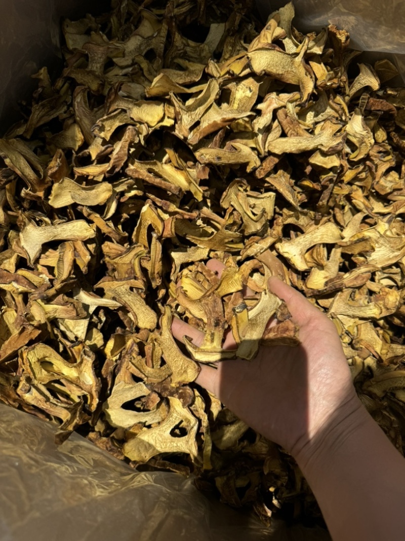 人工见手青黄牛肝菌