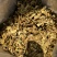 人工见手青黄牛肝菌